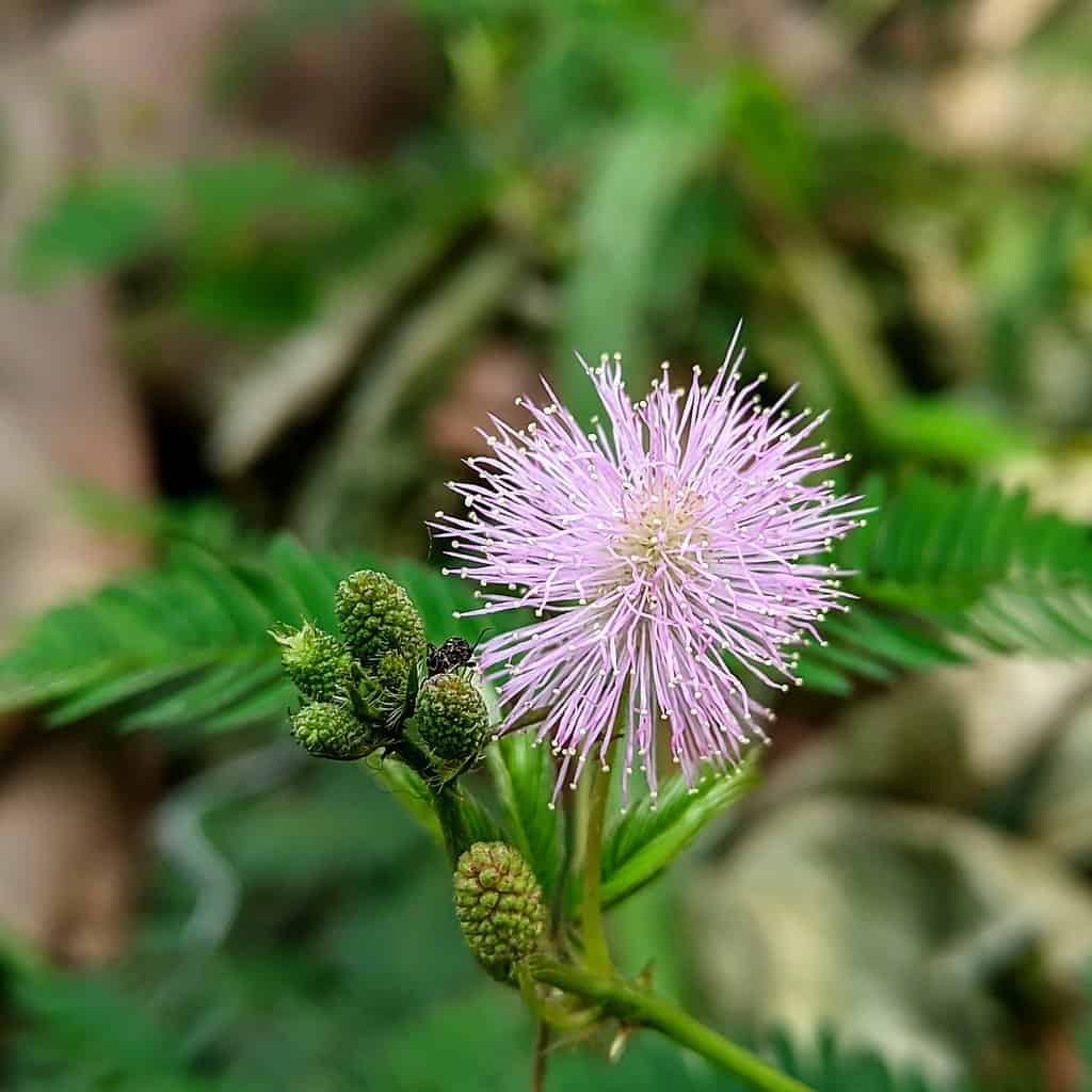 National Flower of Abkhazia -Mimosa (unofficial)