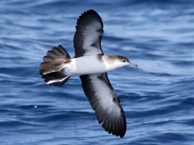 National bird of Saba - The Audubon's Shearwater