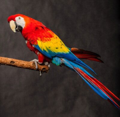 National bird of Macau - Scarlet macaw