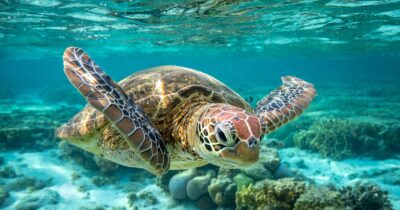 National Animal of French Polynesia - Sea turtles
