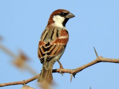 National bird of Somaliland - Somali sparrow