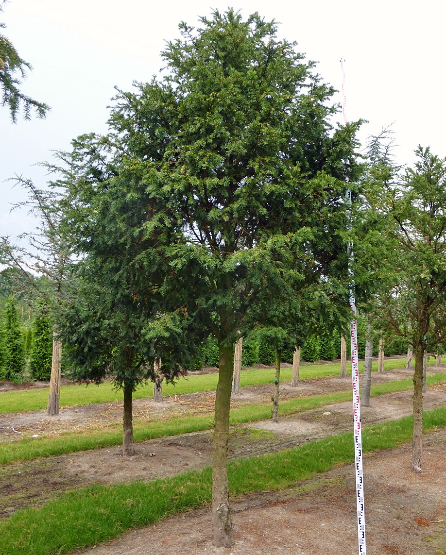 National Tree of Flanders - Taxus Baccata
