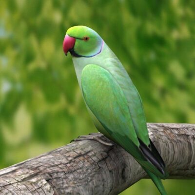 National bird of Norfolk Island - Green parrot
