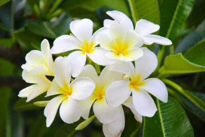 National flower of French Polynesia - Gardenia Taitensis