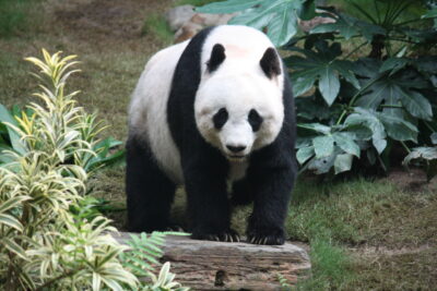 National Animal of Hong Kong - Giant Panda