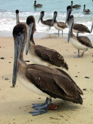 National Animal of Sint Maarten - Brown Pelican