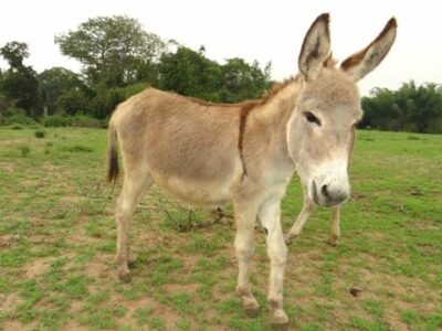 National Animal of Guernsey - Donkey