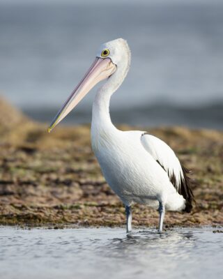 National bird of Sint Maarten - Pelican