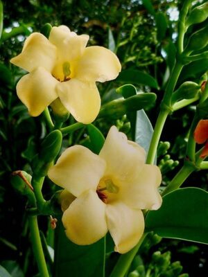 National flower of Niue - Puakenikeni