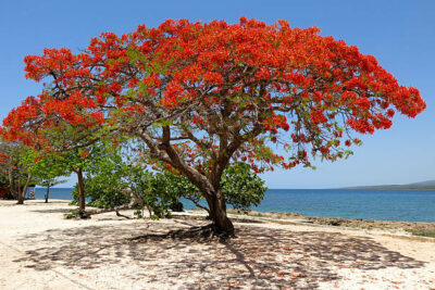 National Tree of Sint Maarten - The Flamboyant