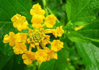 National flower of Sint Maarten - Yellow Sage