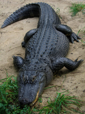 State reptile of Louisiana