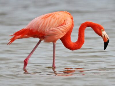 National Animal of Curaçao - Flamingo