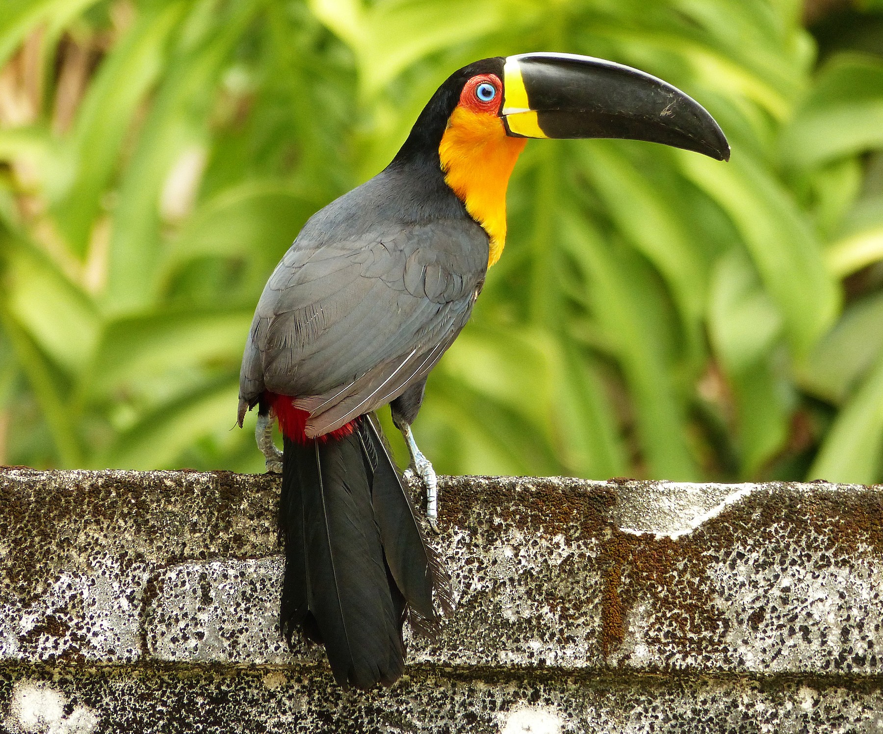 State bird of Rio de Janeiro (state)