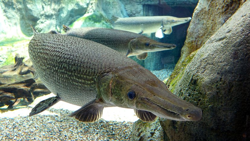 State fish of Arkansas