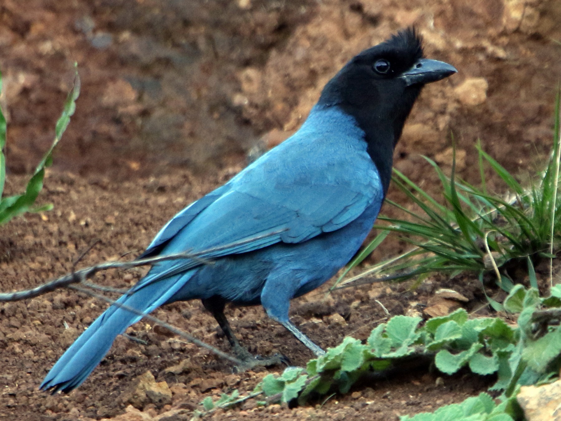State bird of Paraná