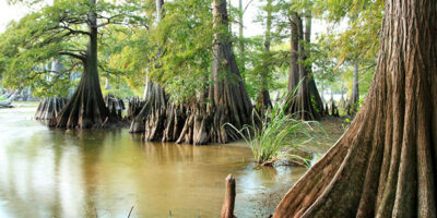 State tree of Louisiana