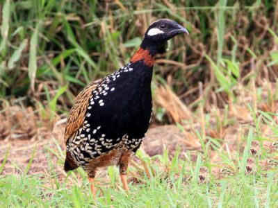 State bird of Haryana