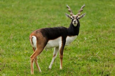 State Animal of Andhra Pradesh | Blackbuck | Symbol Hunt