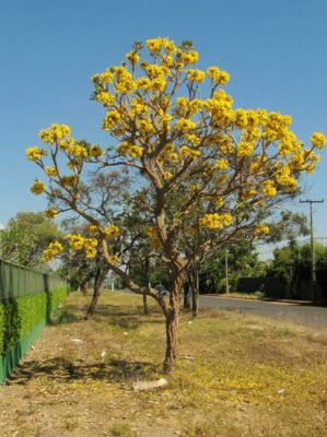 State tree of Alagoas