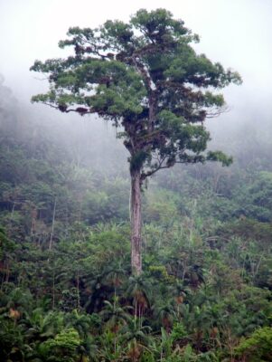 State tree of Espírito Santo