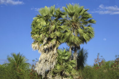 State tree of Ceará