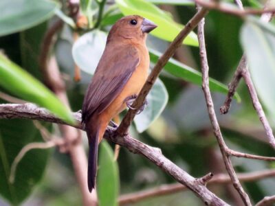 State bird of Bahia