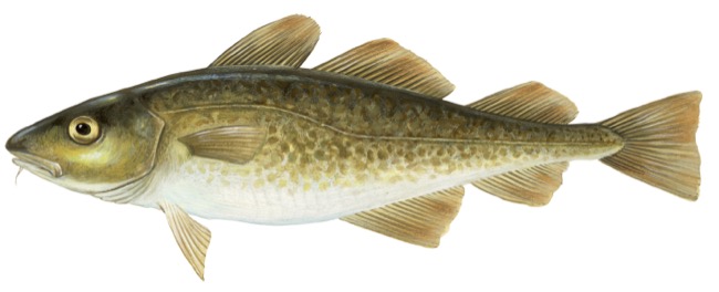 State fish of Massachusetts