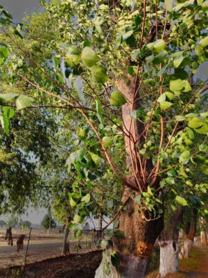 State tree of Haryana