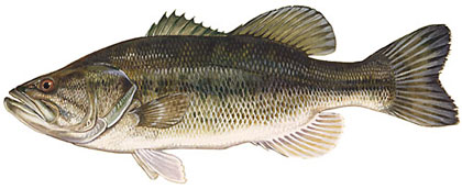 State fish of Georgia