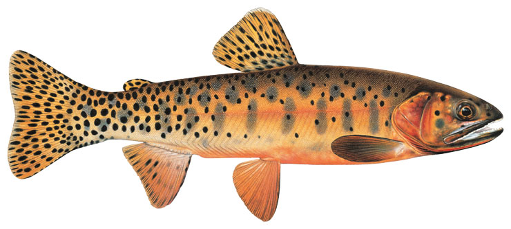 State fish of Colorado