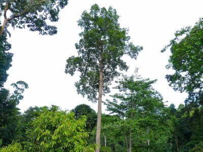 State tree of Arunachal Pradesh