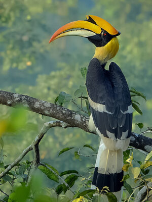 State bird of Arunachal Pradesh