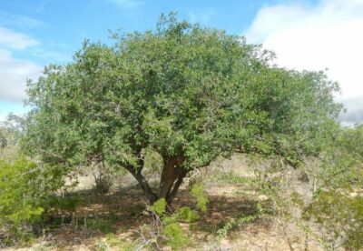 State tree of Bahia