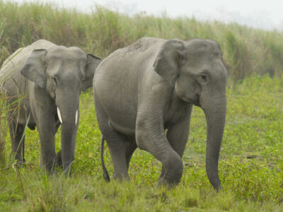 State Animal of Jharkhand | Indian elephant | Symbol Hunt