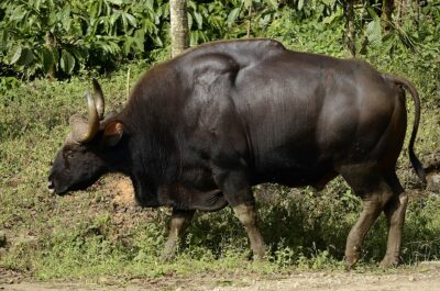 State Animal of Bihar | Gaur | Symbol Hunt