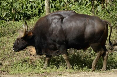 State Animal of Goa | Gaur | Symbol Hunt