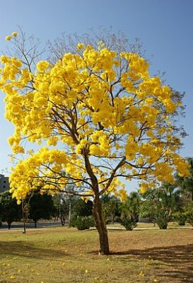 State flower of Amapá