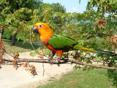 State bird of Ceará