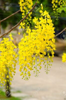 State flower of Kerala