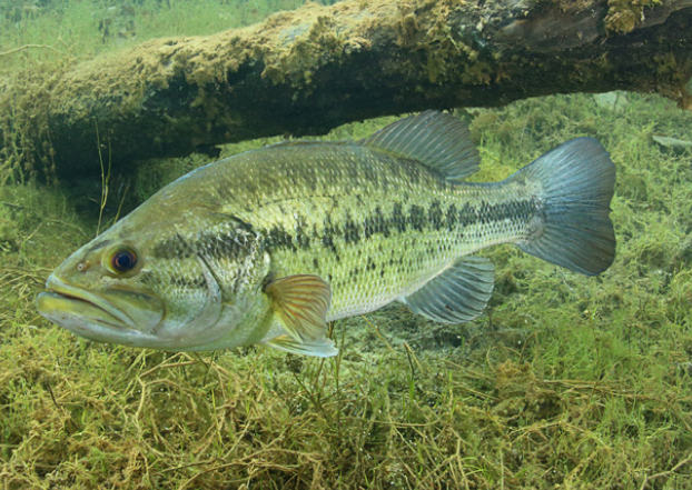 State fish of Alabama