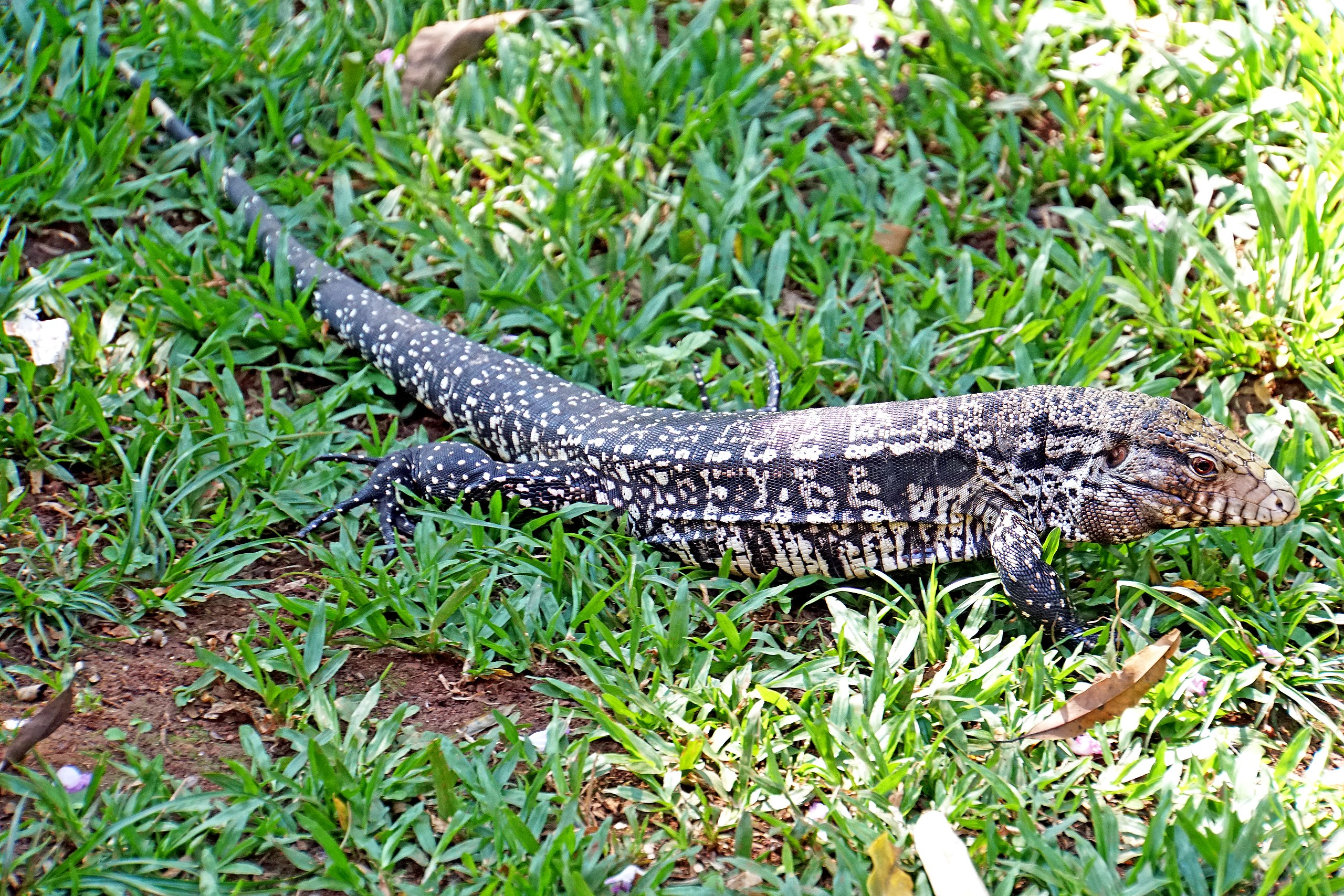 State reptile of Rio Grande do Norte