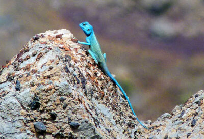 State reptile of Emirate of Ras Al Khaimah