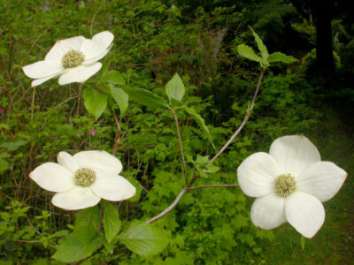 State flower of British Columbia (BC)