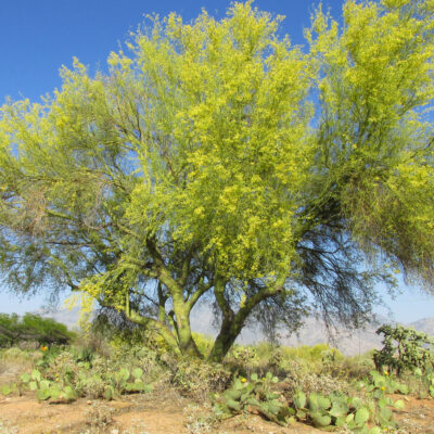 State tree of Arizona