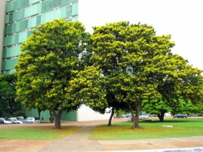 State tree of Acre