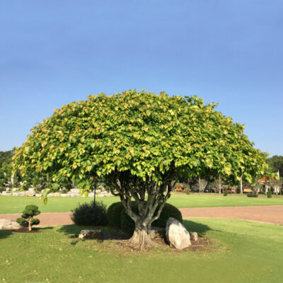 State tree of Bihar