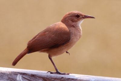 State bird of Buenos Aires Province