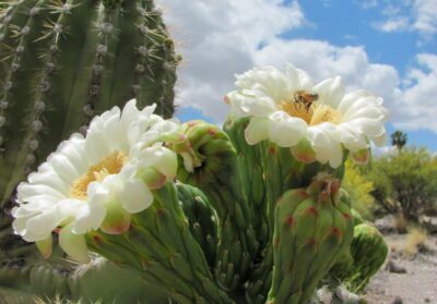 State flower of Arizona