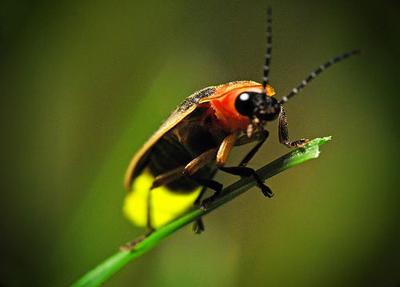 State insect of Indiana